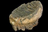 Fossil Woolly Mammoth Lower M Molar - North Sea Deposits #149773-5